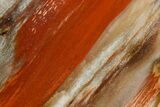 Freestanding, Polished Petrified Wood - Madagascar #384380-1